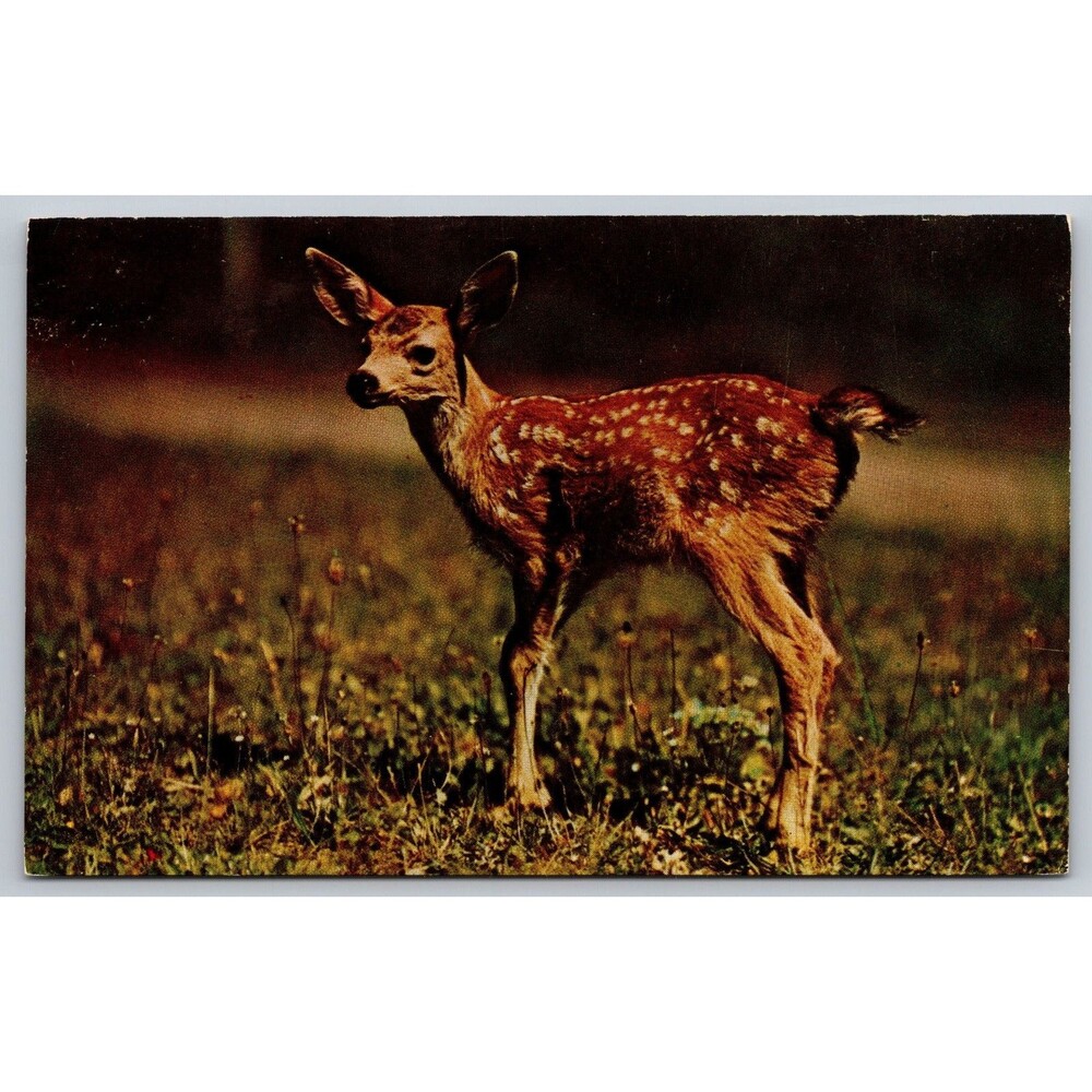 Vintage Postcard A Little Deer Sends Greetings Fawn Wildlife Plastichrome P142